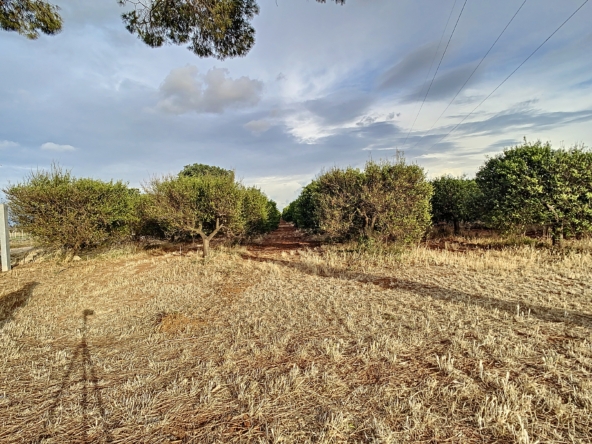 masseria a galatina temino premium properties (4)