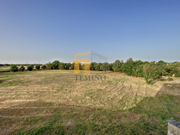 Masseria collepasso - temino (11)