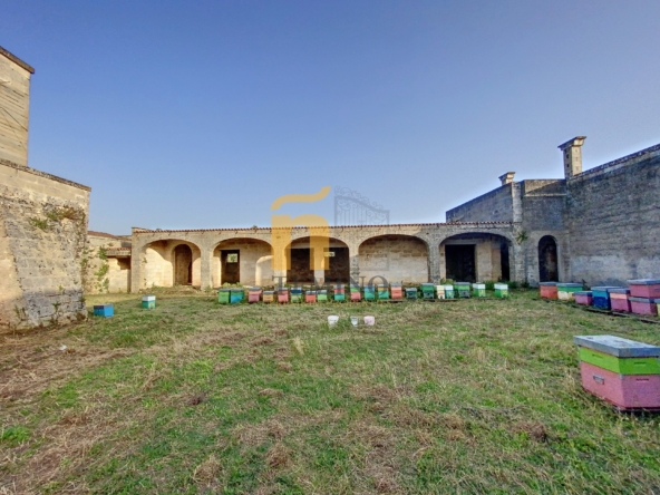 Masseria collepasso - temino (3)